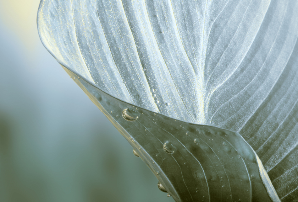 bewat-coagulantes-naturales